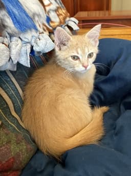 Niblet image 1