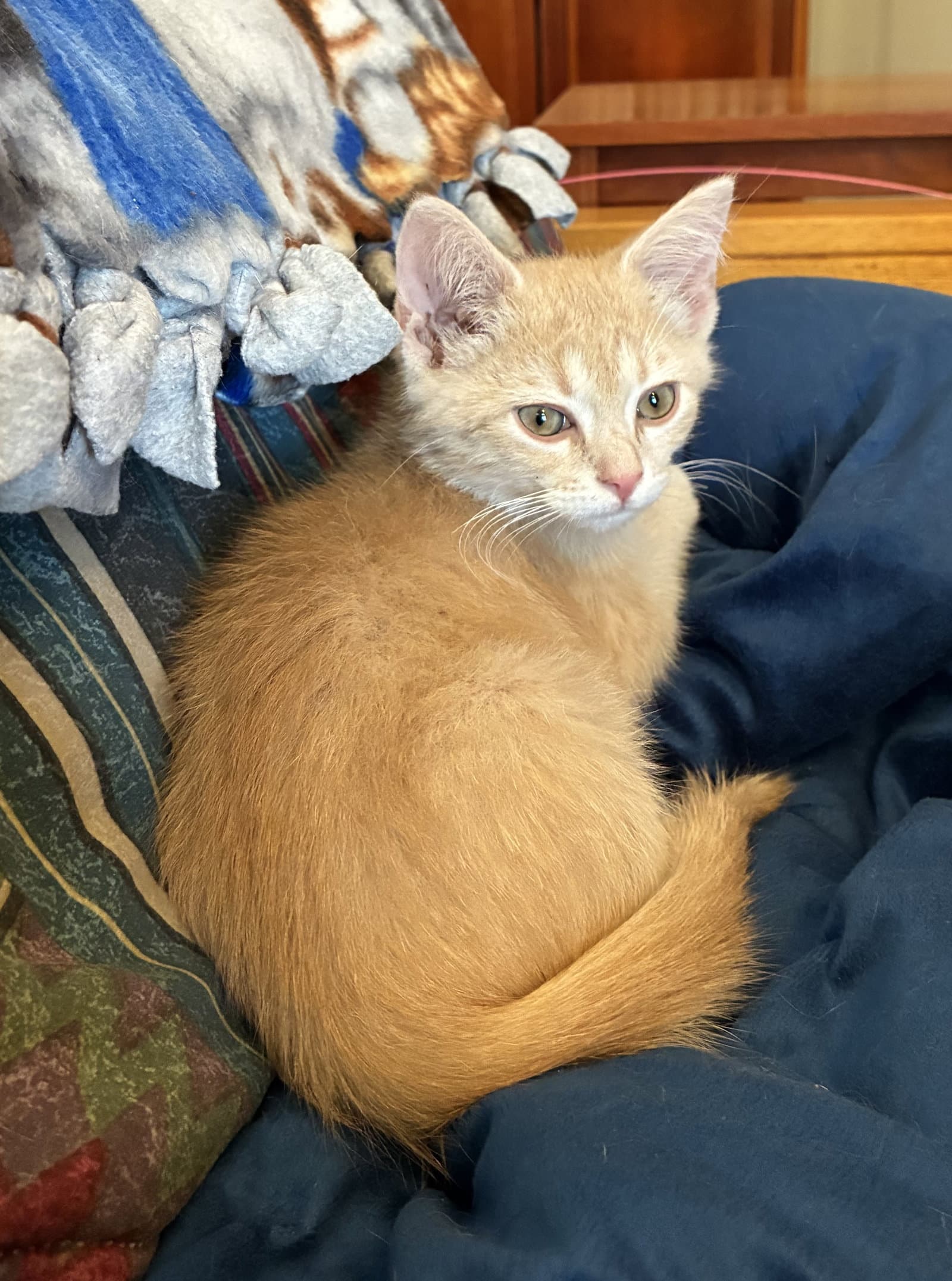 Niblet - Domestic Short Hair