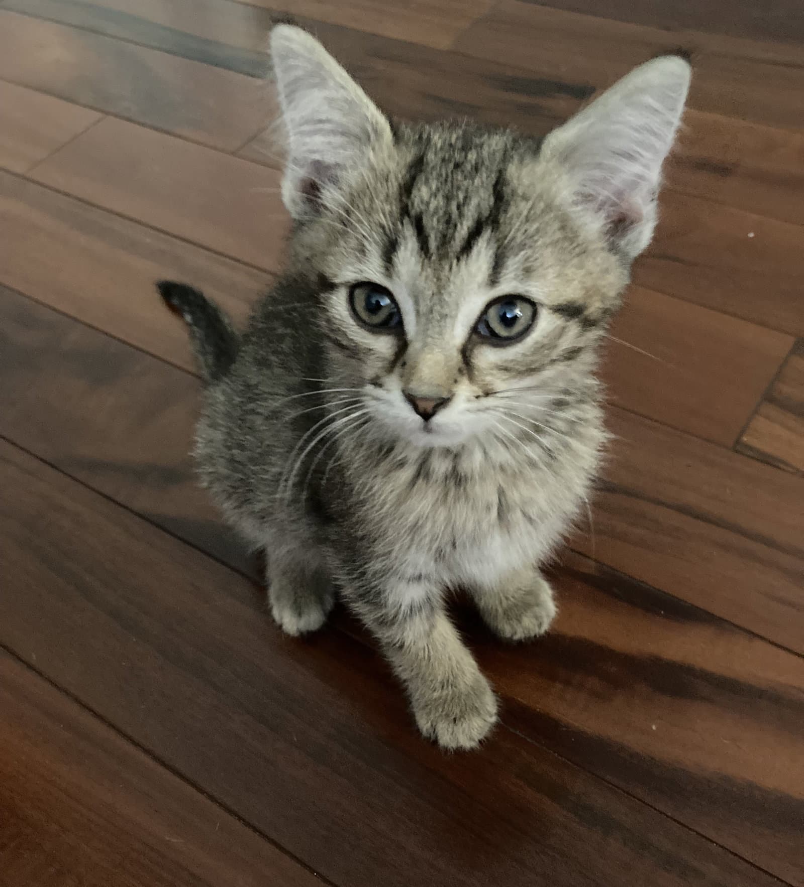 Lego - Domestic Short Hair