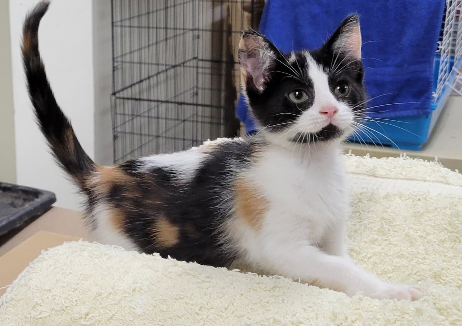 Sabrina - Domestic Short Hair