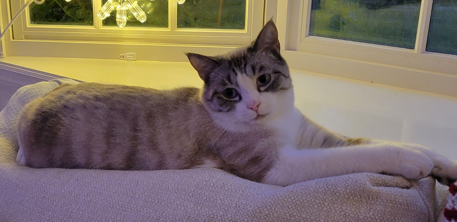 Blue - Siamese