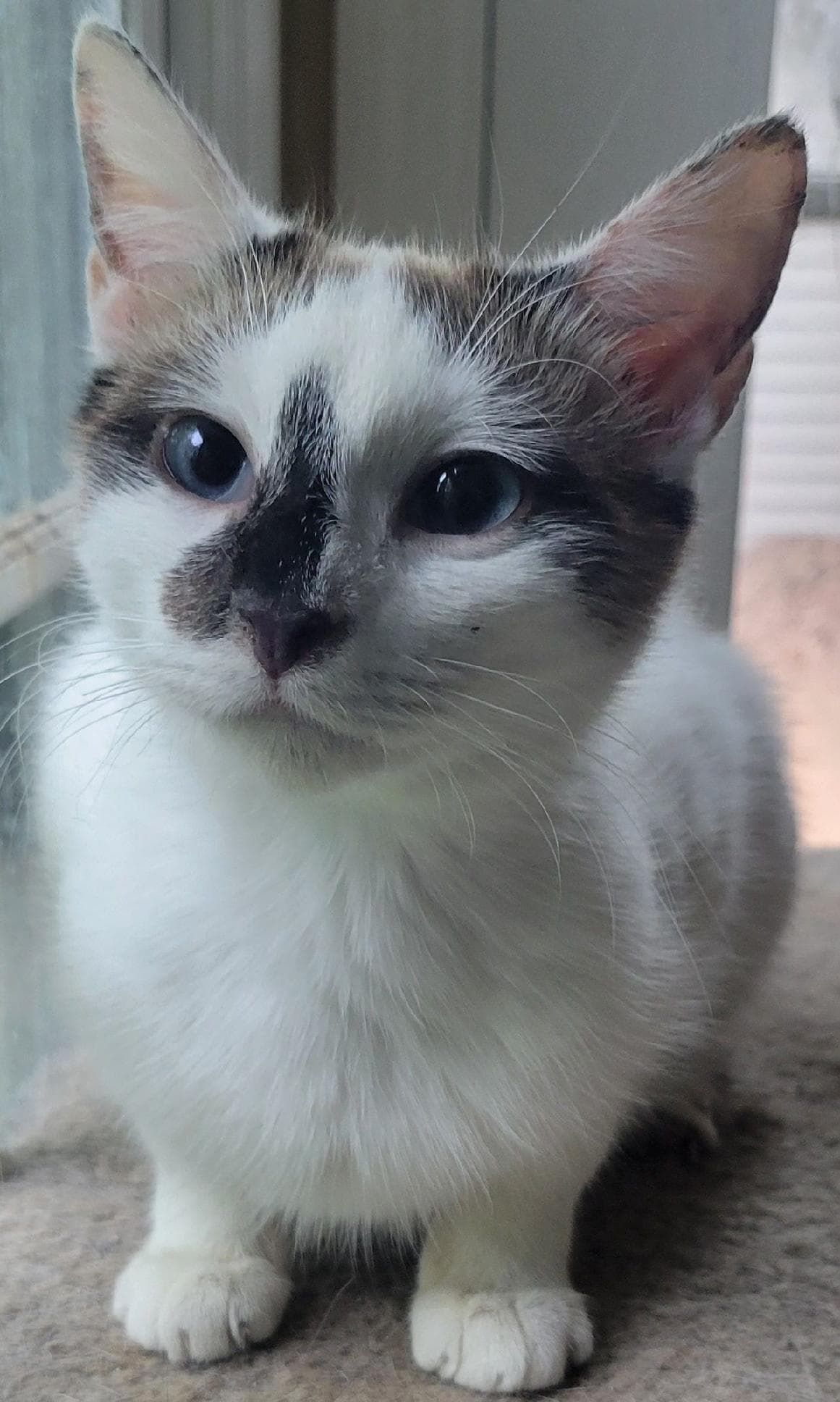 Manicotti - Siamese
