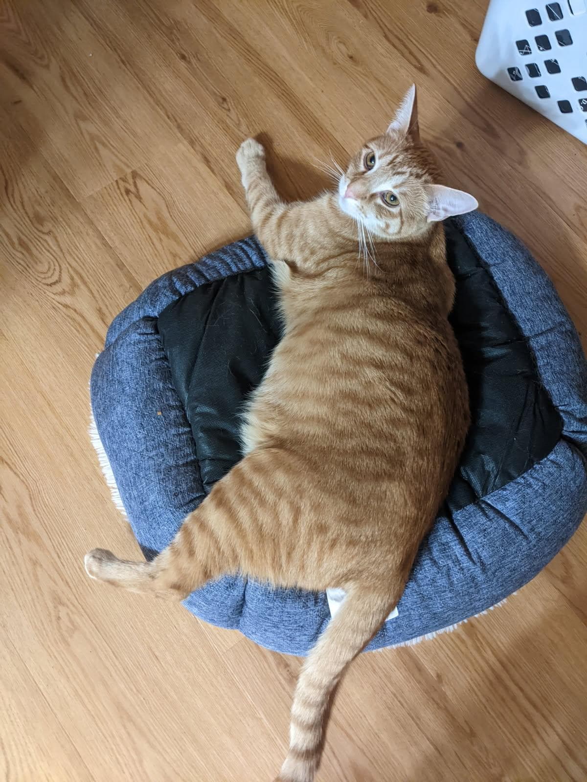 Kiniro - Domestic Short Hair