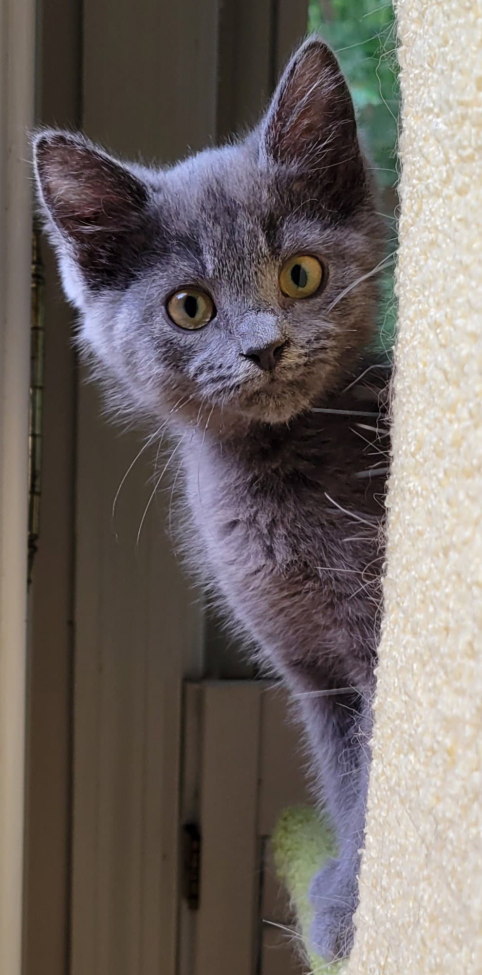 Rigatoni - Russian Blue