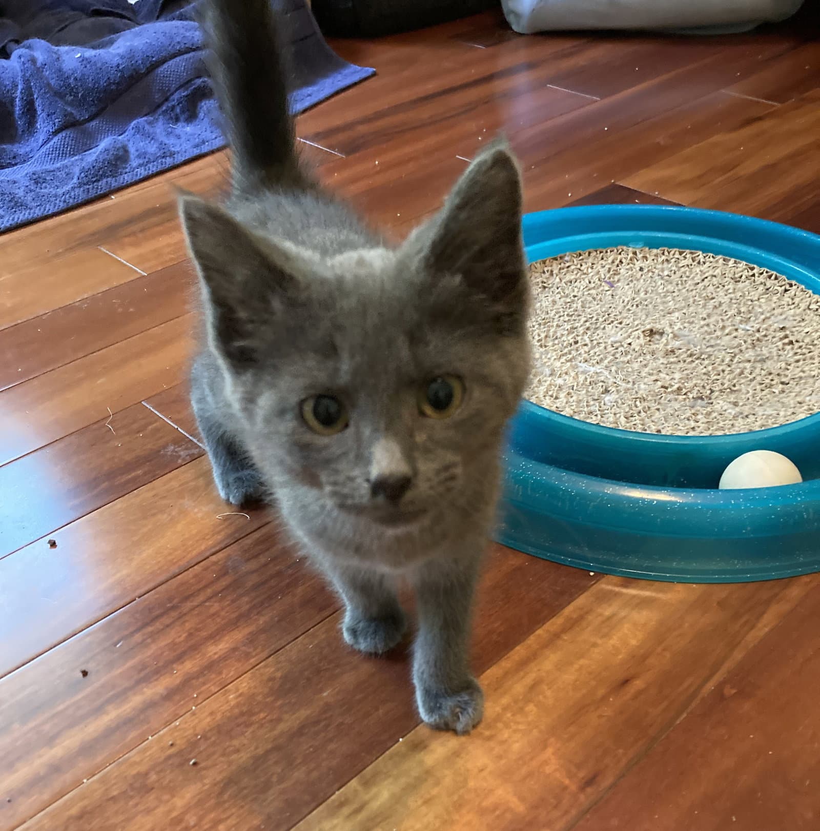 Ferrari - Russian Blue