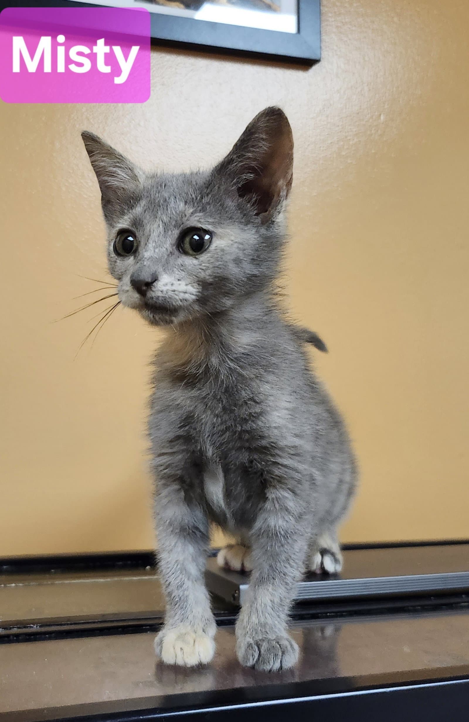 Misty - Domestic Short Hair