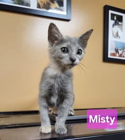 Misty image 3