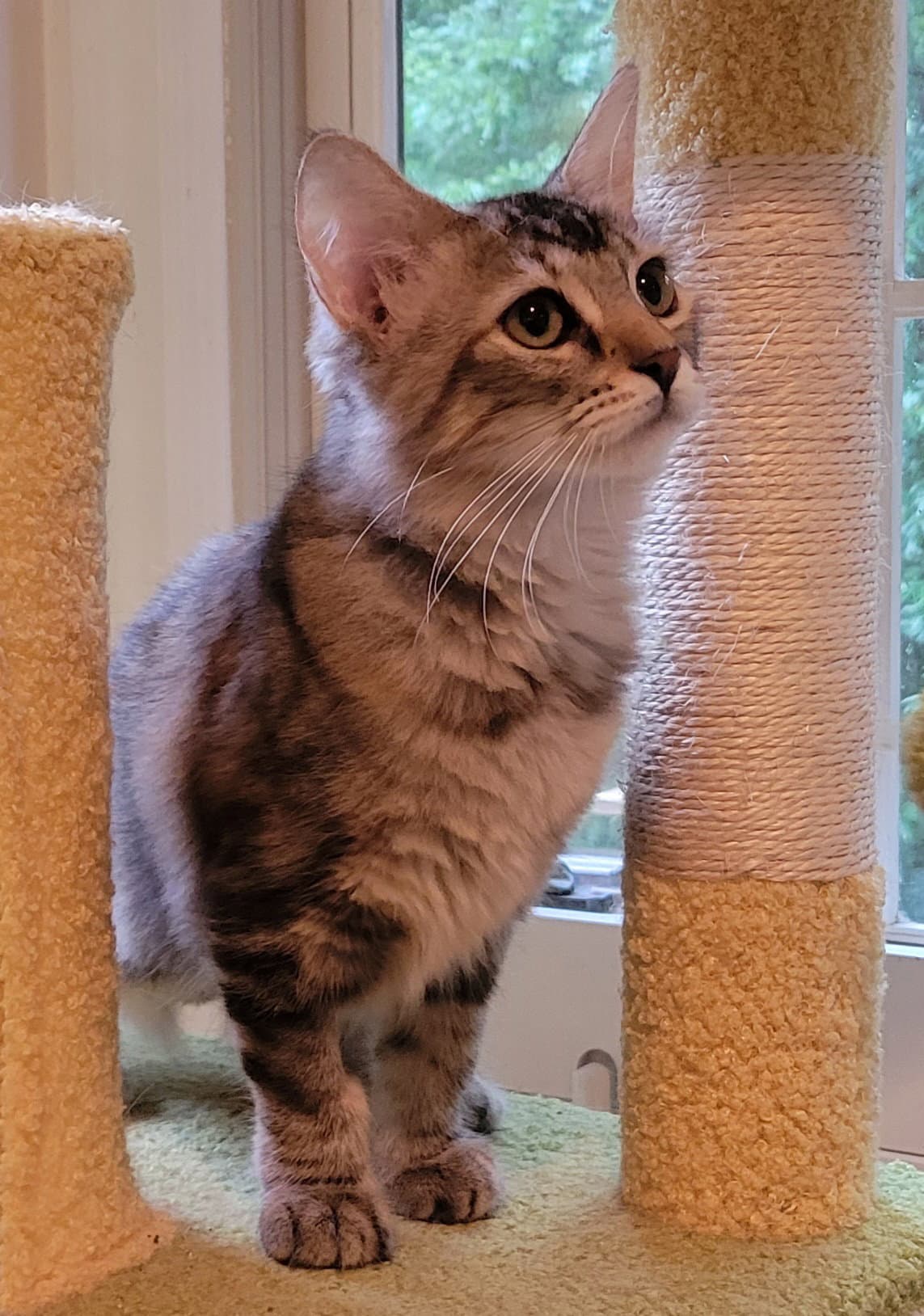 Jazzy - Domestic Long Hair