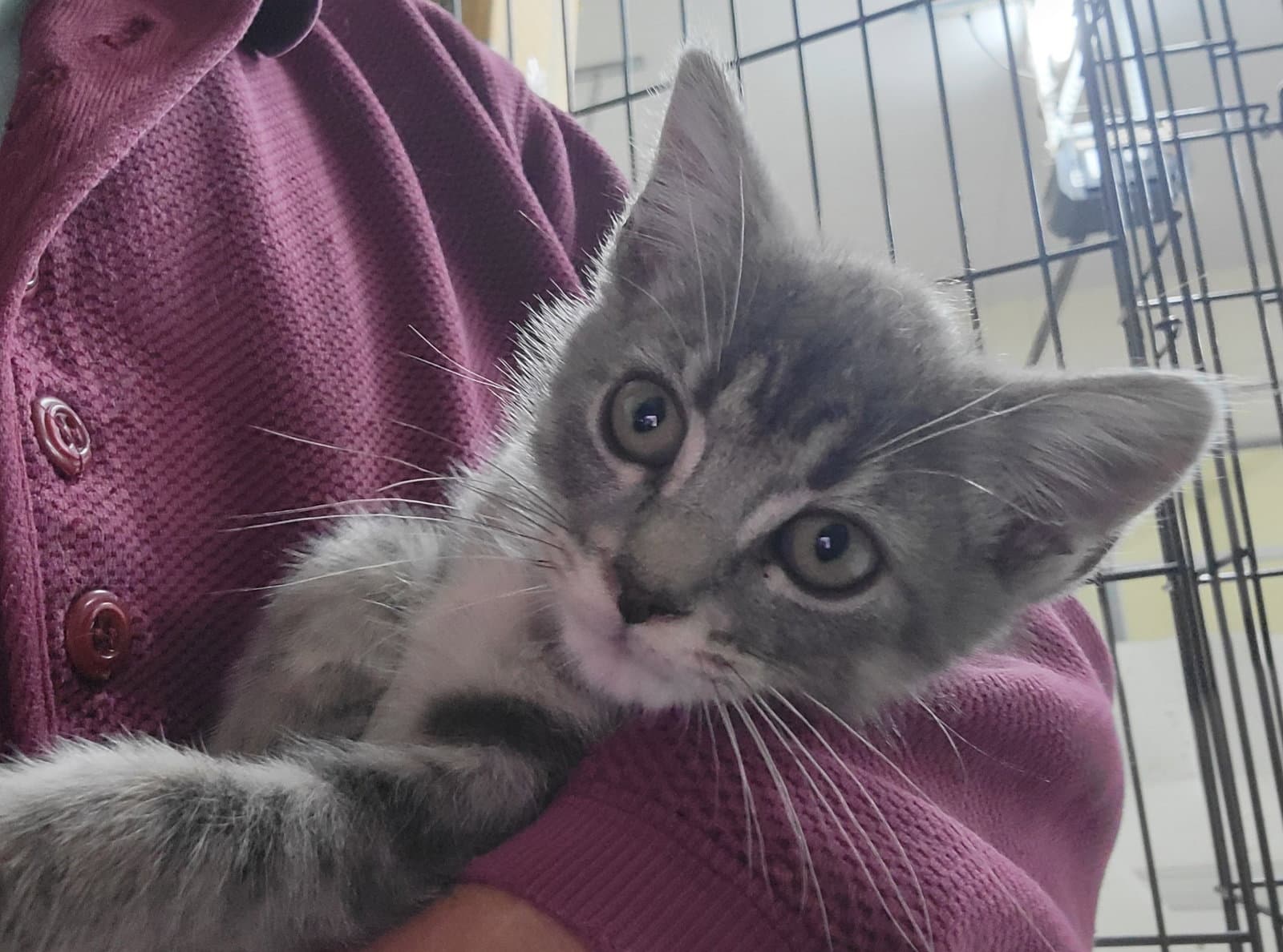 Celeste - Domestic Short Hair