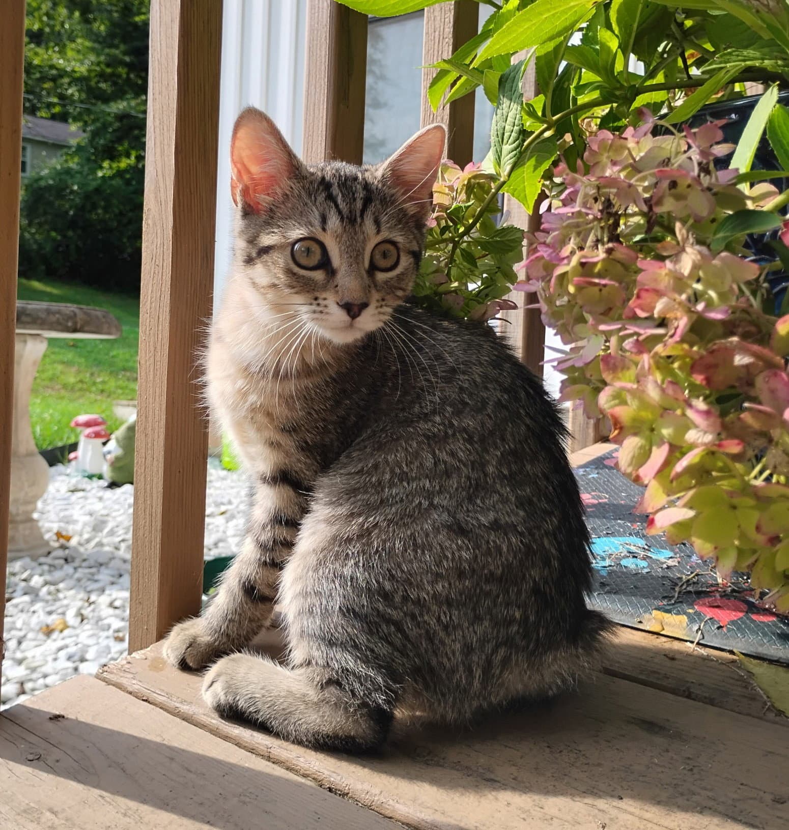 Bobbi And Ricki - Domestic Short Hair