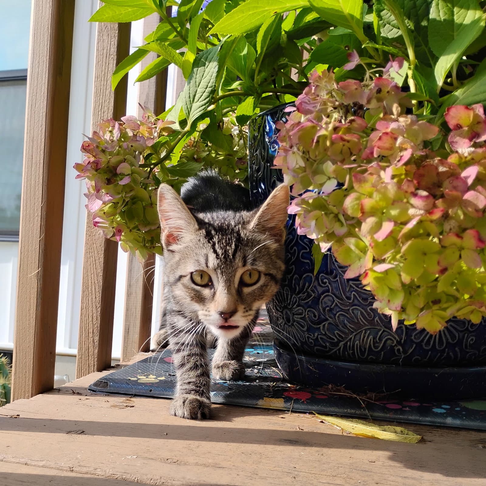 Ricki And Bobbi - Domestic Short Hair