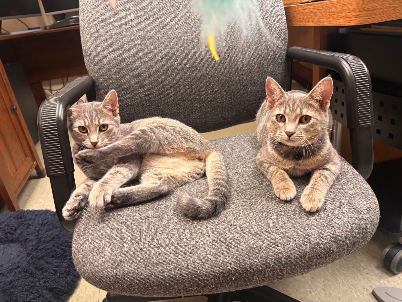 Tina And Louise - Domestic Short Hair