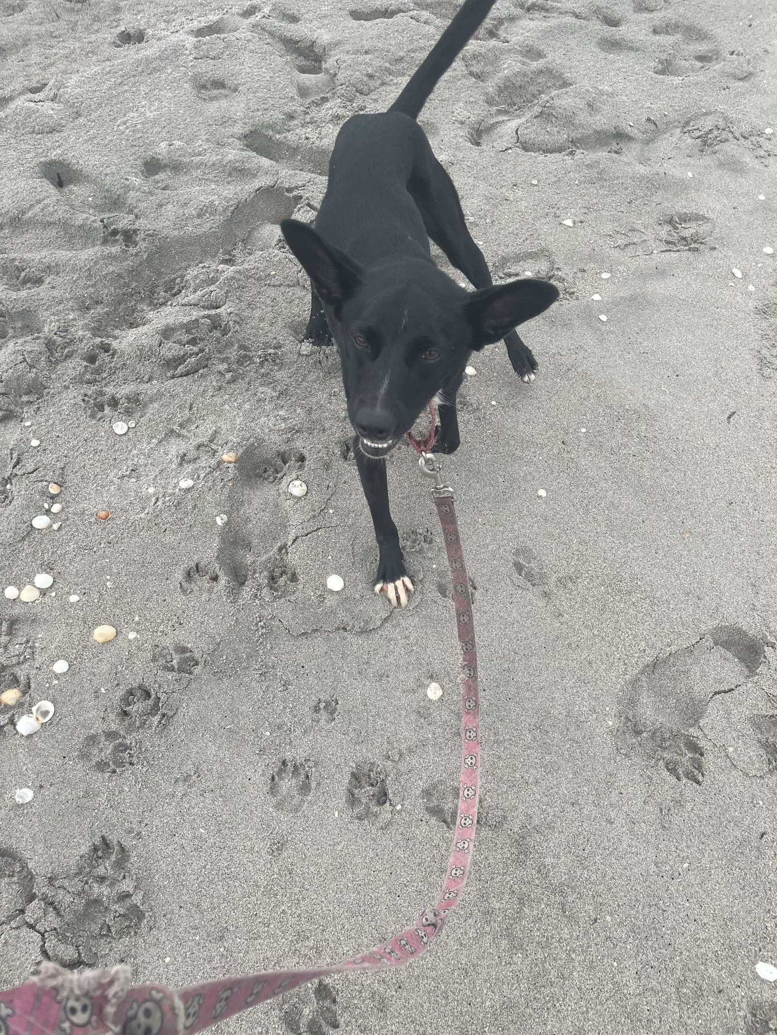 Ruby - Labrador Retriever