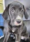 Maddie - Labrador Retriever