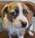 Imogen - Terrier