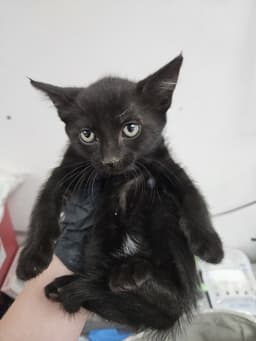 Salem image 1