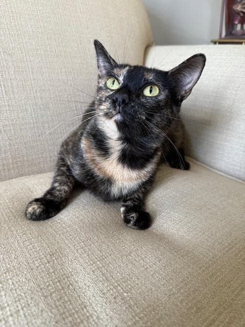 Gabby - Domestic Short Hair