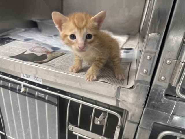 Aiden - Domestic Short Hair