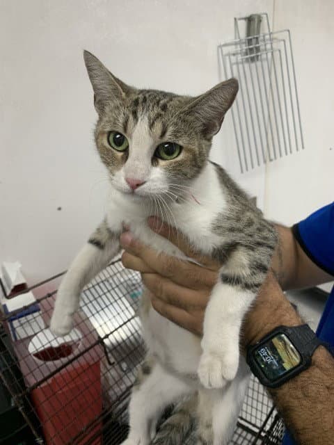 Cheryl - Domestic Short Hair