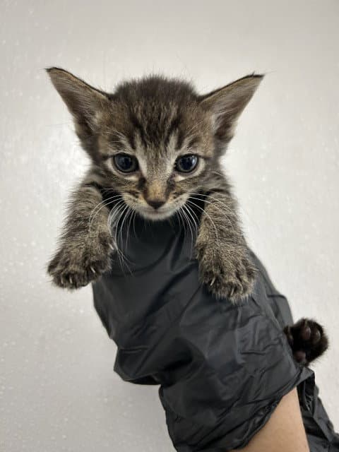 Dana - Domestic Short Hair