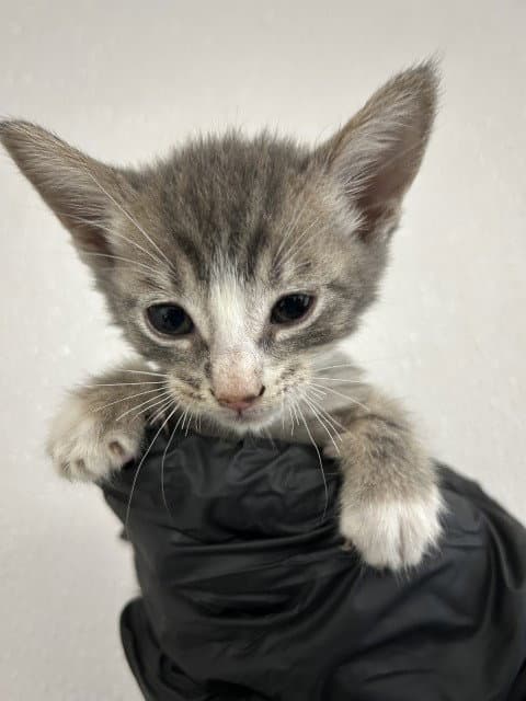 Karol - Domestic Short Hair