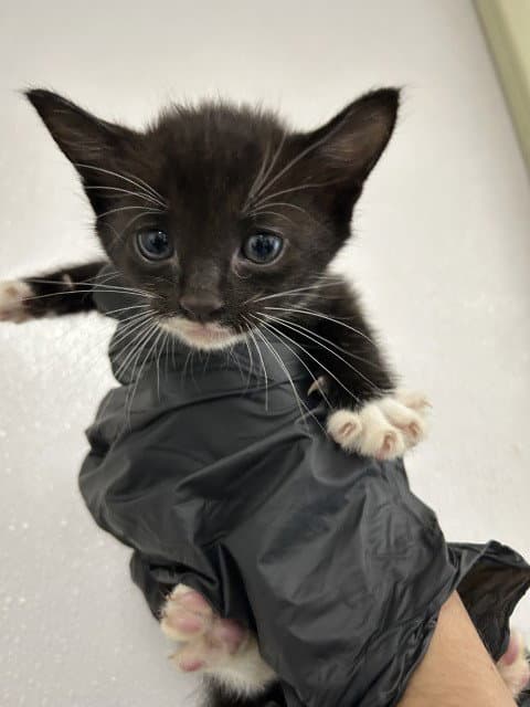 Crystal - Domestic Short Hair
