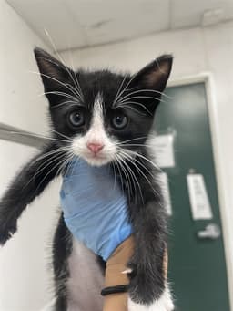 Sylvester image 1