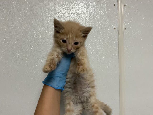 Mila - Domestic Short Hair