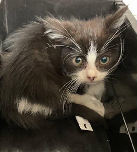 Naruto - Domestic Short Hair