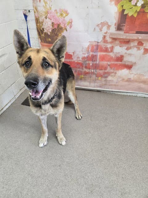 Rocky - German Shepherd Dog