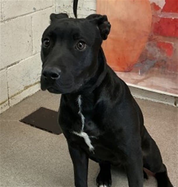Baloo - Labrador Retriever