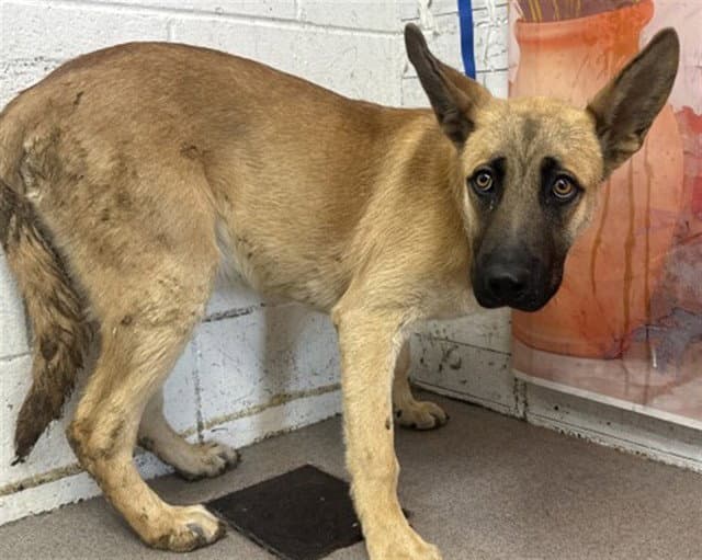Wally - German Shepherd Dog