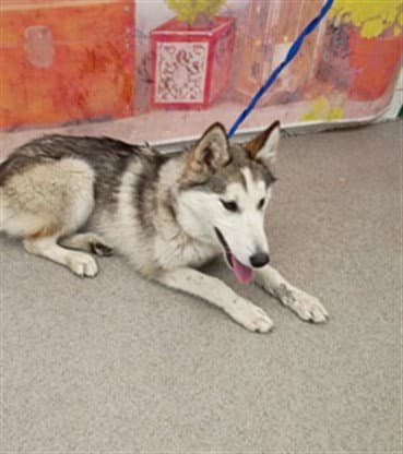 Joy - Siberian Husky