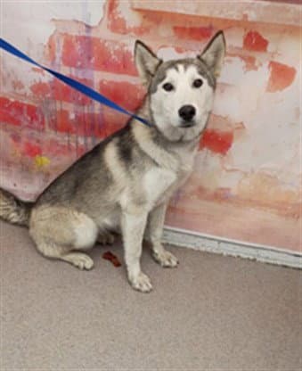 Dream - Siberian Husky