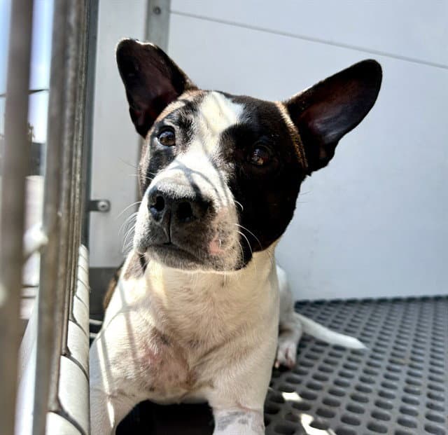 Tuxedo - Rat Terrier