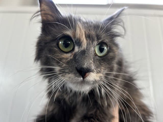 Margarette - Domestic Medium Hair