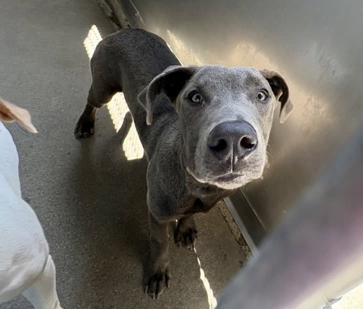 Daniel - Pit Bull Terrier
