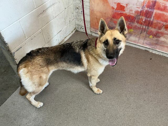 Darla - German Shepherd Dog