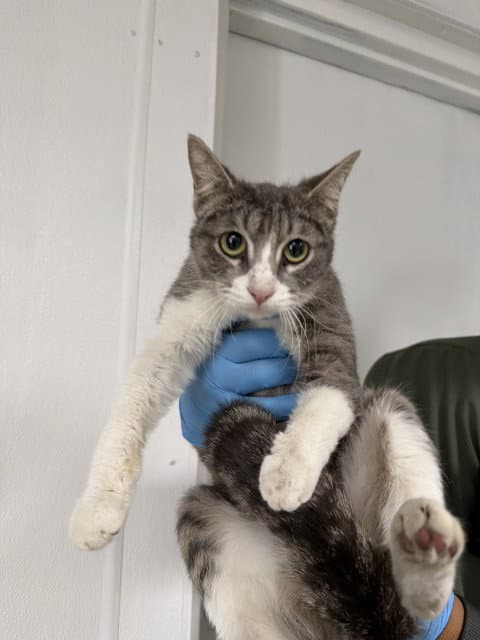 Eleanor - Domestic Short Hair