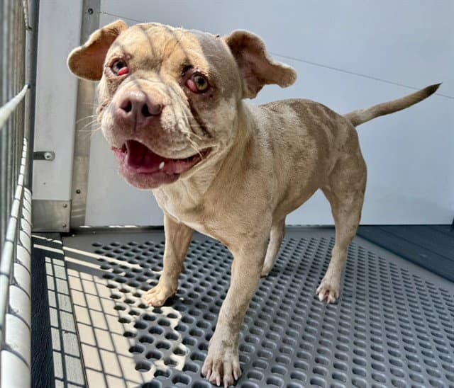 Sheri - English Bulldog