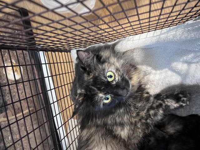 Sally - Domestic Long Hair