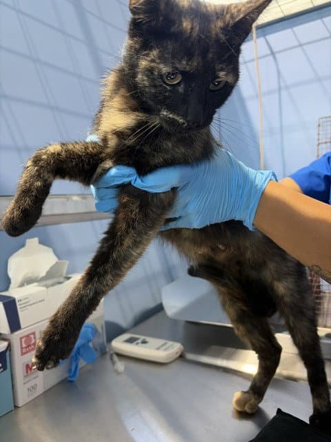 Tulip - Domestic Short Hair