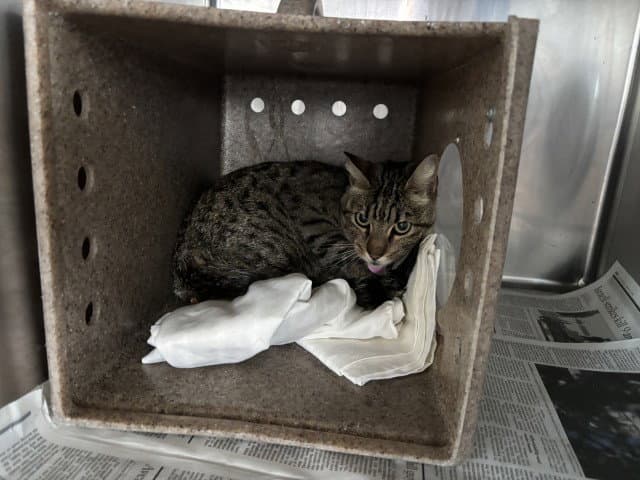 Mayve - American Shorthair
