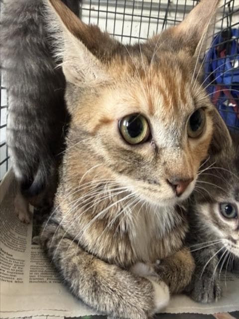 Granger - Domestic Short Hair