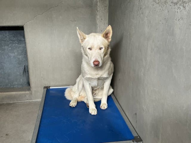 Link - Siberian Husky