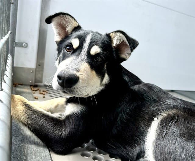 Ryder - German Shepherd Dog