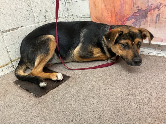 Mercy - German Shepherd Dog