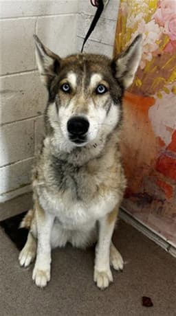 Khalypso Nymeria Saldana image 1