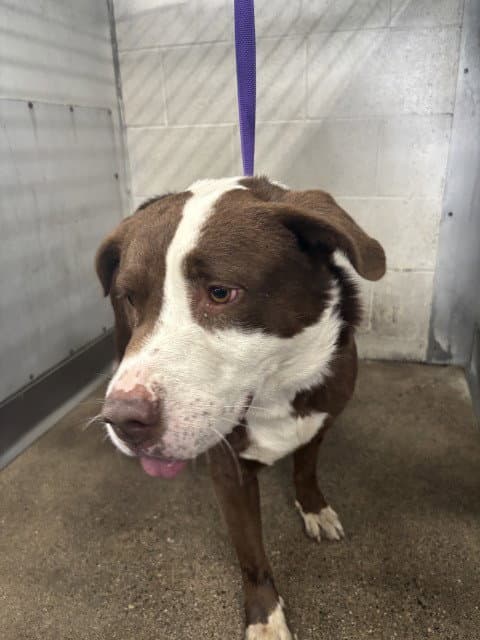 Dane - Pit Bull Terrier
