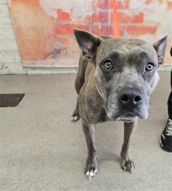 Leslie - Pit Bull Terrier